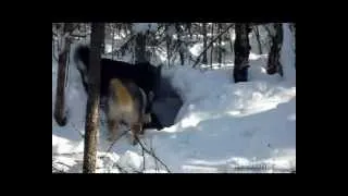 Bear Hunting in Siberia