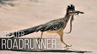 CALIFORNIAN EARTH-CUCKOO: The fastest roadrunner that eats snakes and lizards