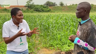 How To Become A Millionaire Maize Farmer As A Beginner | Factors To Consider | Detailed
