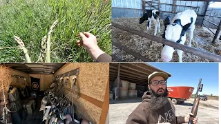 Surprise Baby Calf, Foraging, New Trailer, AND Pest Control!!!!