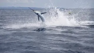 Jeremy Wade Does Battle To The End With The Marlin That Got Away