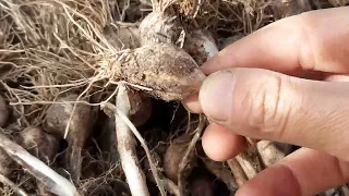 Огород: Вибираю весняний часничок😊 і мої смачні сунички😊🍓😊👍🏽