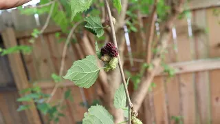 Mulberries Growing in South Florida