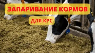 Запаривание корма для КРС