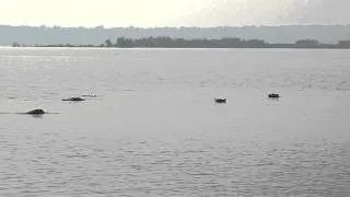 Hippos wallowing. Lake Edward, Uganda.