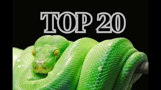 "Top 20 Deadliest Creatures on Earth: Exploring Nature's Most Dangerous Predators"/ExploreEarthly