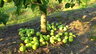 Нормировка плодов яблони / Зимний сорт ПИНОВА