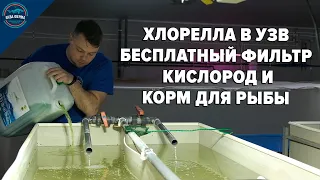 Хлорелла в узв - бесплатный фильтр, кислород и корм для рыбы!