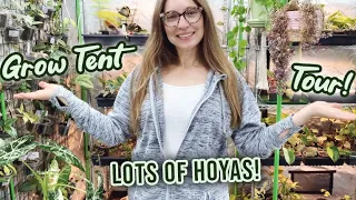 Grow Tent Plant Tour |  Houseplants & Props Growing In The Tent | Hoya Anthurium Begonia + more!