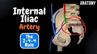 How to remember the Internal Iliac Artery Branches (The 2+4+4 rule) | Anatomy