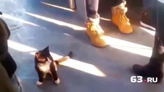 Кот-безбилетник