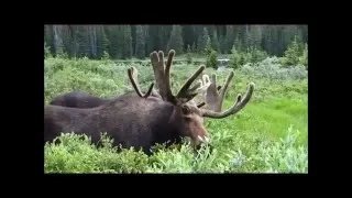 Moose. Brainard Lake Recreation Area, Indian Peaks Wilderness, CO