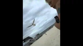 When seagulls attack!