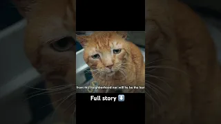 Couple Adopted The Saddest Cat In The World! 1 Hour Later, Something Amazing Happened! #storytime