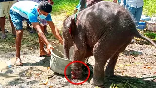 The baby elephant was wounded by a jungle trap.Wildlife team to the rescue