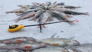 ГЛУХОЗИМЬЕ, А ОНА ПРЕТ на ЭТУ НАЖИВКУ... Зимняя рыбалка на кивок и поплавок