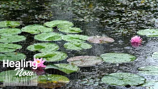 Comfortable Rain Sound in the water Lily-Flowered pond. Relax & Sleep Well with Calming White noise
