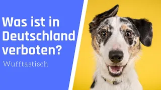 Was ist in Deutschland verboten? ▶︎ Hunde-Edition ⛔️