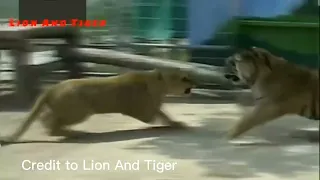 Young lion dominated larger tiger