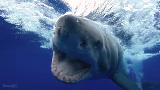 Encounter with the Titan: Up Close with a Massive Great White