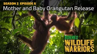 Mother and Baby Orangutan Release [4K] | Borneo Wildlife Warriors | S02E06 | SZtv