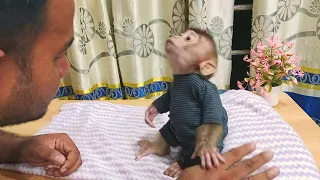 Monkey LiBi make gesture when dad talk to him..