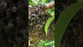 menemukan sarang lebah madu di Semak semak dan makan madu gratis🤤🤤 #bolang #berburu #lebahmaduhutan