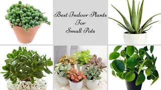 16 Best Indoor Plants For Small Pots 2023 | Small Houseplants For Apartment Living