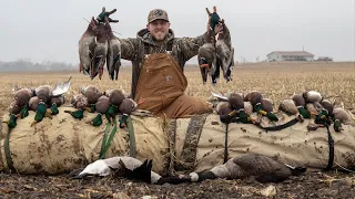 Field Mallards Make Me Happy