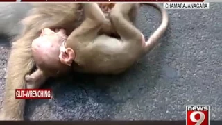 Tearfull Video of Baby monkey mourning at it's Mothers Death.