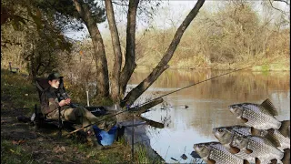 Рибалка на карася. Добротвір