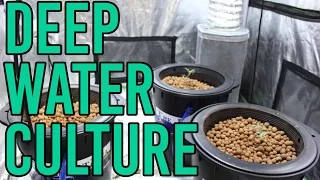 How To Setup a Hydroponic DWC Deep Water Culture System