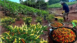 Heavy rain during chili harvest, life on the mountain ep 156