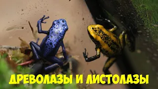 Рептилиум в СПб 2020. Новые питомцы Dendrobates tinctorius azureus, Phyllobates bicolor