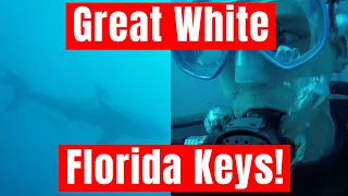 Massive Great White Shark While Diving Wreck in the Florida Keys!