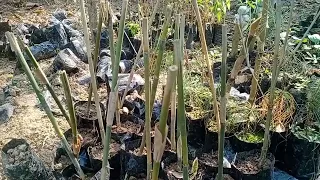 Bamboo  rhizome plant nursery