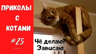 Смешные КОТЫ КОТИКИ КОТЯТА Приколы с животными #25