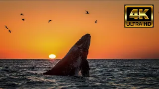 KOM TRAIN | Kommetjie Steam Locomotive - 2022 07 01 #downsouth #humpbackwhale #kommetjie