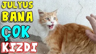 JULYUS BANA VE MAYA'YA ÇOK KIZDI, MAYA'YI HİÇ SEVMİYOR 😅 komik kedi videoları ✓ yavru kedi sesi cat