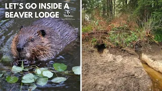 Let’s go inside a beaver lodge!