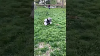 Hilarious! Boston Terrier Interrupts Keeshond’s Fast CAT Training!