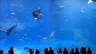 10 Hours of Okinawa Churaumi Aquarium