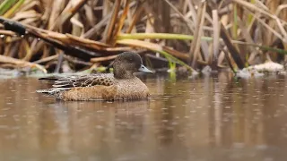 Rainy day - OM-1 + 300mm F4 IS PRO handheld video