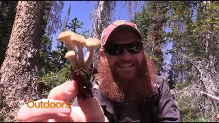 Hunting for Mushrooms in Utah's Uinta Mountains