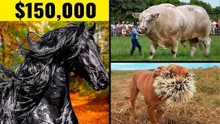 The Most Expensive Animals In The World & More