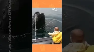 Friendly humpback plays peekaboo with baby #shorts #animals #whale