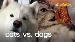 Cats vs Dogs: The Ultimate Battle