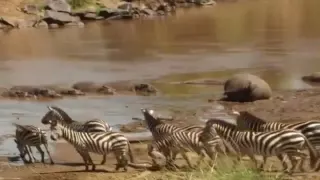 Nature's Brutal End   Crossing The Deadly Mara River “The Home of Crocodiles” Full Documentary