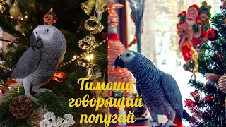 Timosha talking parrot, a species of Jaco. A selection of videos #8