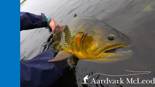 Oro Negro - Fly Fishing For Golden Dorado in Argentina